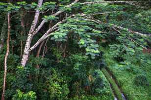 Kauai rain forest-8740.jpg Kauai rain forest-8740.jpg